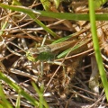 Meadow Grasshopper male (Chorthippus parallelus) Alan Prowse